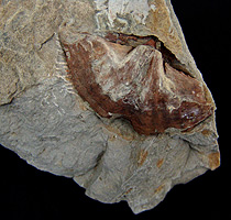 Fóssil de Australopirifer - Ponta Grossa - PR