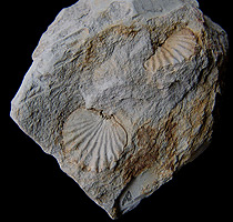 Fóssil de brachiópodes - CENPALEO - SC