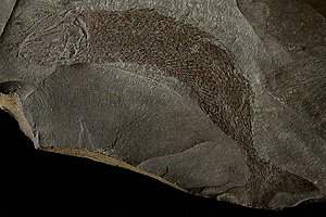 Peixes fósseis do Permiano - Mafra - SC