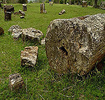 Floresta petrificada - Mata - RS