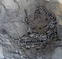Mesossaurus brasiliensis  em folhelho. São Mateus, Paraná