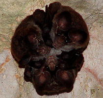 Típica fauna de cavernas. Morcegos na Gruta da Pedra Ume, PR