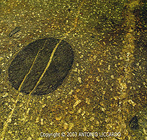 Enclaves em granito, visíveis no leito das cachoeiras, Salto Paraty, Paraná